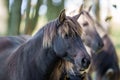 Wild horses Couldn`t drag me away Royalty Free Stock Photo