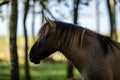 Wild horses Couldn`t drag me away Royalty Free Stock Photo