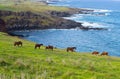 Wild horses and cow along the coasts of Easter Island, Chile Royalty Free Stock Photo