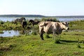 Wild horses and cow graze and eat grass in the meadow on lake, Latvia Royalty Free Stock Photo