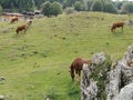 Wild horses and cows graze together on the fresh green grass Royalty Free Stock Photo