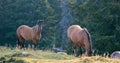 Wild Horses - Coyote Dun stallion alongside grazing Buckskin Dun mare in the Pryor Mountains Wild Horse Range in Montana USA Royalty Free Stock Photo