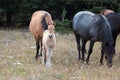 Wild Horses - Curious Baby foal colt with mother and herd in the Pryor Mountains Wild Horse Range in Montana USA Royalty Free Stock Photo