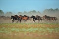 Wild horses in Danube Delta