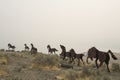 Wild horses sculpture, Washington, US