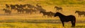 Wild horses at dawn on the prairies Royalty Free Stock Photo