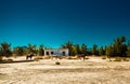 Wild Horses at Death Valley Junction