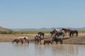 Wild Horses in the Desert Drinking at a Pond Royalty Free Stock Photo
