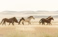 Wild Horses in the Desert