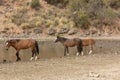 Wild Horses Drinking Along the Salt River Arizona Royalty Free Stock Photo