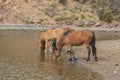 Wild Horses Drinking Along the Salt River Arizona Royalty Free Stock Photo