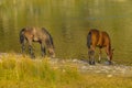 Wild horses drinking at river Royalty Free Stock Photo