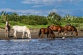 wild horses drinking in the Costa Rica Royalty Free Stock Photo