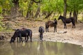 Wild horses drinking in Letea forest Royalty Free Stock Photo