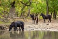 Wild horses drinking in Letea forest Royalty Free Stock Photo