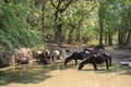 Wild horses drinking in Letea forest from Danube Delta in Romania Royalty Free Stock Photo