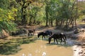 Wild horses drinking in Letea forest from Danube Delta in Romania Royalty Free Stock Photo