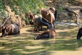 Wild horses drinking in Letea forest from Danube Delta in Romania Royalty Free Stock Photo
