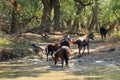 Wild horses drinking in Letea forest from Danube Delta in Romania Royalty Free Stock Photo