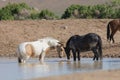 Wild horses Drinking at a Pond Royalty Free Stock Photo