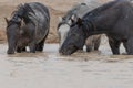 Wild Horses Drinking at a Pond Royalty Free Stock Photo