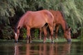 Two Wild Horses Drinking from River Royalty Free Stock Photo