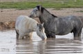 Pair of Wild Horses Drinking at a Utah Waterhole Royalty Free Stock Photo