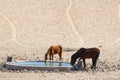 Wild horses drinking water hole Namibia, Africa Royalty Free Stock Photo