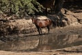 Wild horses drinking water from a small lake Royalty Free Stock Photo