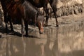 Wild horses drinking water from a small lake Royalty Free Stock Photo