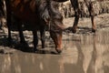 Wild horses drinking water from a small lake Royalty Free Stock Photo