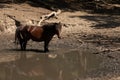 Wild horses drinking water from a small lake Royalty Free Stock Photo