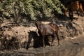 Wild horses drinking water from a small lake Royalty Free Stock Photo