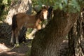 Wild horses drinking water from a small lake Royalty Free Stock Photo