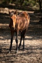 Wild horses drinking water from a small lake Royalty Free Stock Photo