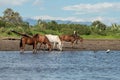 wild horses drinking Royalty Free Stock Photo