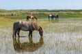 Wild horses in the dunes of Ameland in the Netherlands