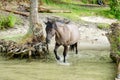 Wild horses Royalty Free Stock Photo