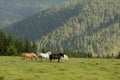 Wild horses eat grass on a meadow with fresh grass surrounded by forest. Royalty Free Stock Photo