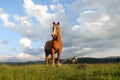 Wild horses eat grass on a meadow with fresh grass surrounded by forest. Royalty Free Stock Photo