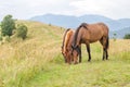 Wild horses eating grass in the Carpathians, Ukraine Carpathian landscape. Royalty Free Stock Photo