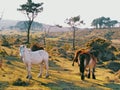 Wild horses family on the mountain