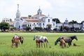 Wild horses and famous pilgrimage Church El Rocio Royalty Free Stock Photo