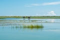 Wild horses feeding Royalty Free Stock Photo