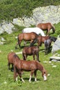 Wild horses feeding Royalty Free Stock Photo
