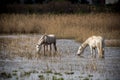 2 wild horses feeding in a pond Royalty Free Stock Photo