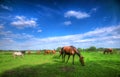 Wild horses on the field Royalty Free Stock Photo