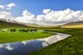 Wild horses in field