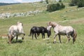 Wild horses fight Royalty Free Stock Photo