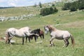 Wild horses fight Royalty Free Stock Photo